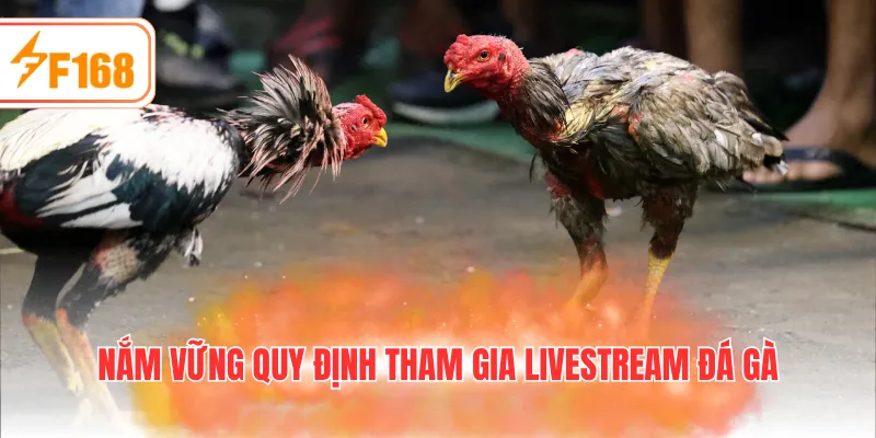 Nắm vững quy định tham gia Livestream đá gà